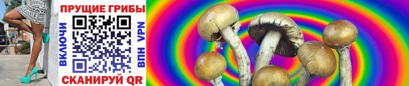 Псилоцибиновые грибы Psilocybe купить цена Ленинградская